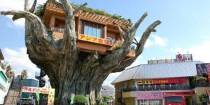 The treehouse cafe in Okinawa, Japan