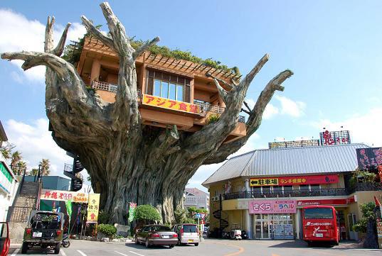 The treehouse cafe in Okinawa, Japan