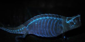 Chameleon bones are UV reactive.
