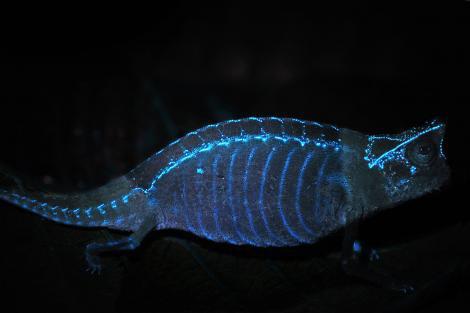 Chameleon bones are UV reactive.  
