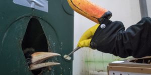 How a zoo feeds their baby hornbills