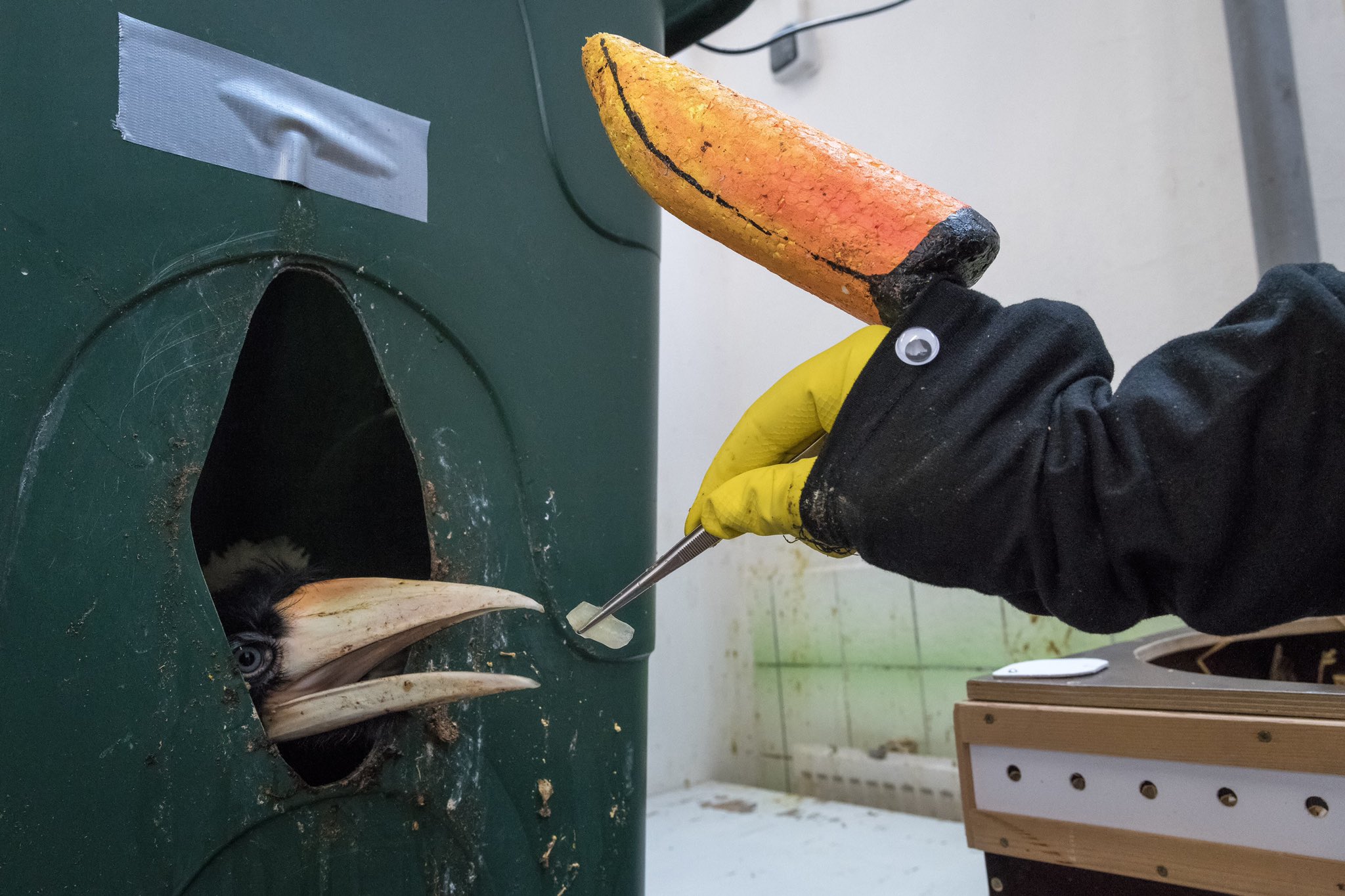 How a zoo feeds their baby hornbills
