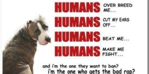 Please help us stop the ban against pit bulls!