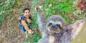 Sloth selfie