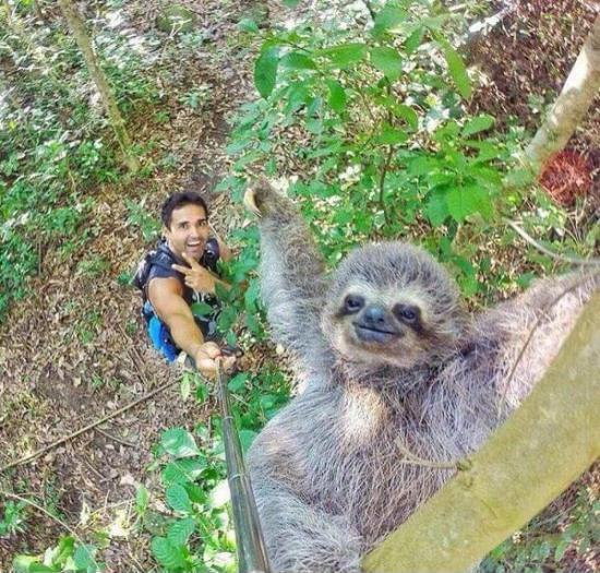 Sloth selfie