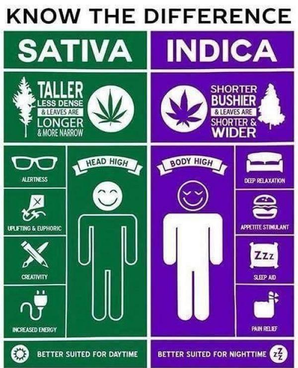 Sativa vs Indica – Know The Difference