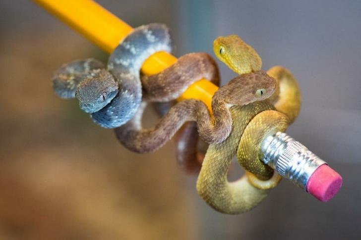 The smallest  danger noodles will murder your family.