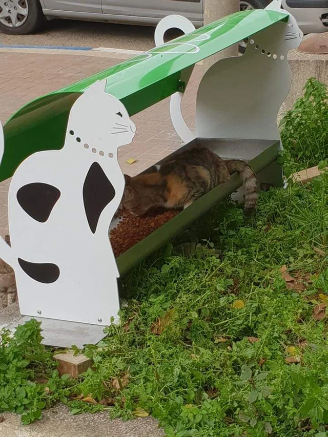 Stray cat buffet in Israel.