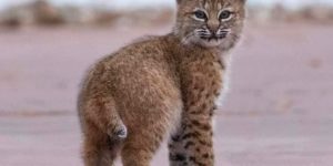 Little bobcat kittens are adorable, turns out.