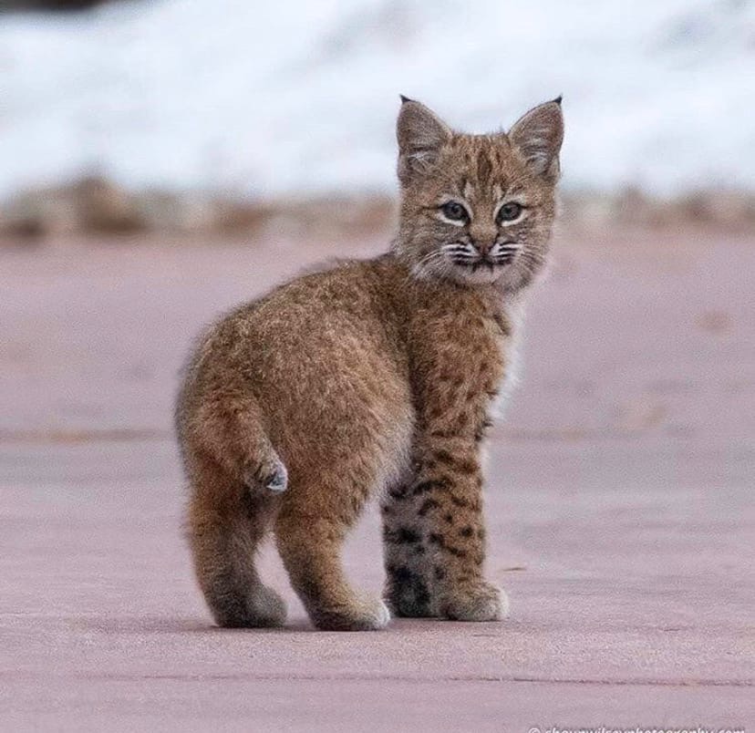 Little bobcat kittens are adorable, turns out.