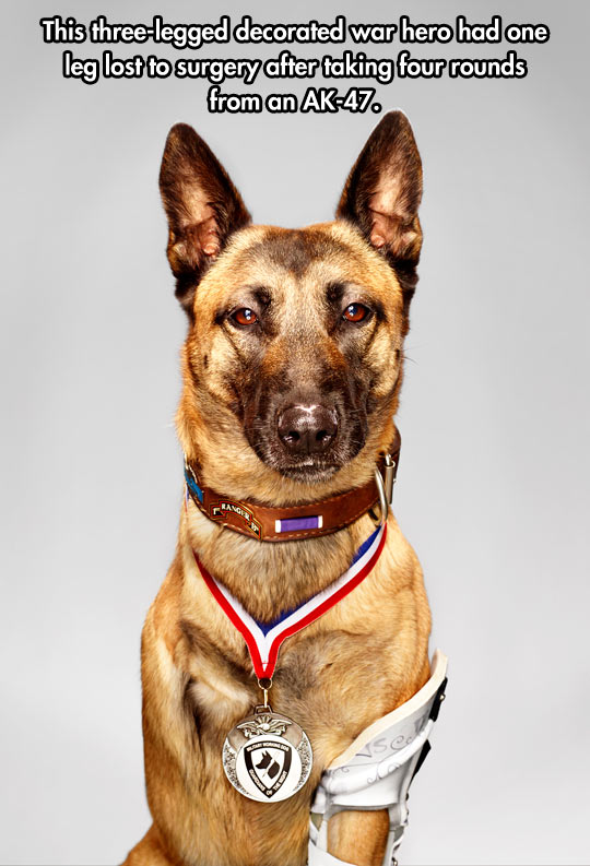 Three-legged decorated war hero.