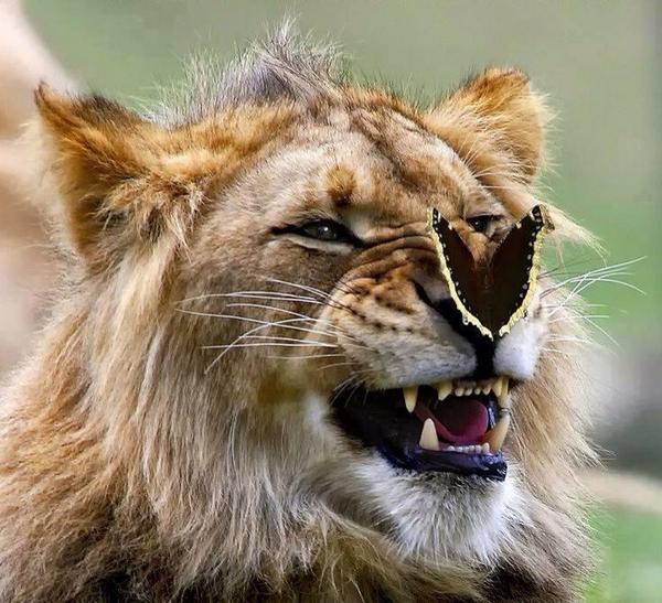 Lion vs Butterfly
