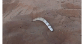 Mysterious danger noodle found in desert