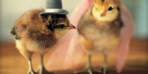 Chicks look good in hats.