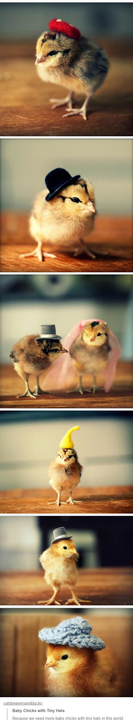 Chicks look good in hats.