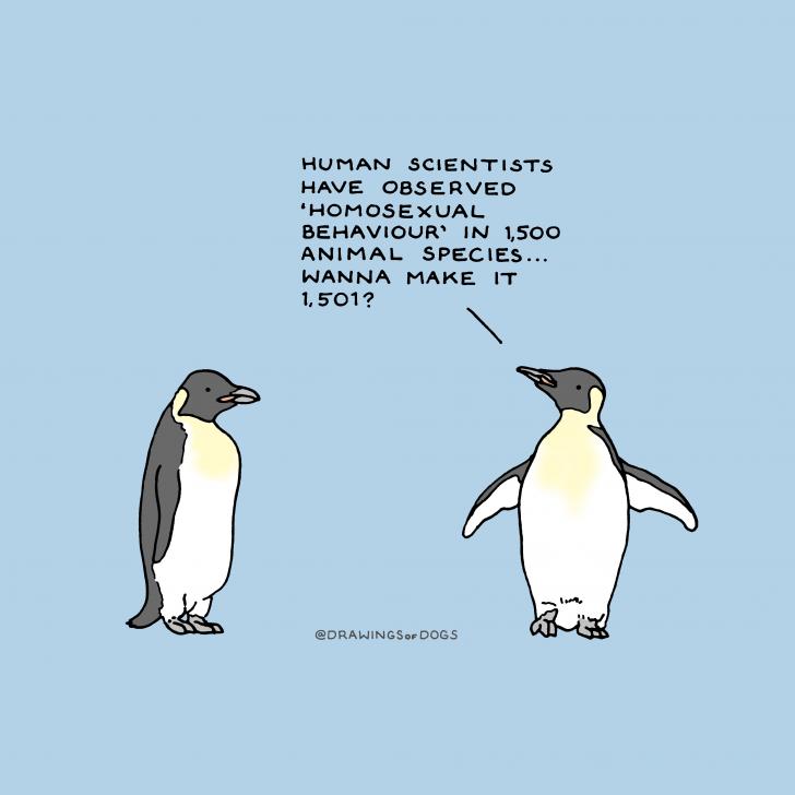 Socially gay penguin