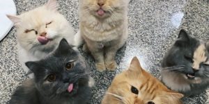 The blep gang.