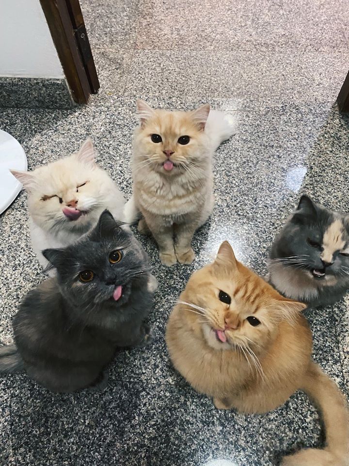 The blep gang. 