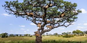 An entire pride of lions decided to take a kip – 15 feet up a tree. At least 15 of the beasts were caught on camera lounging on the branches of a sturdy tree in Central Serengeti, Tanzania