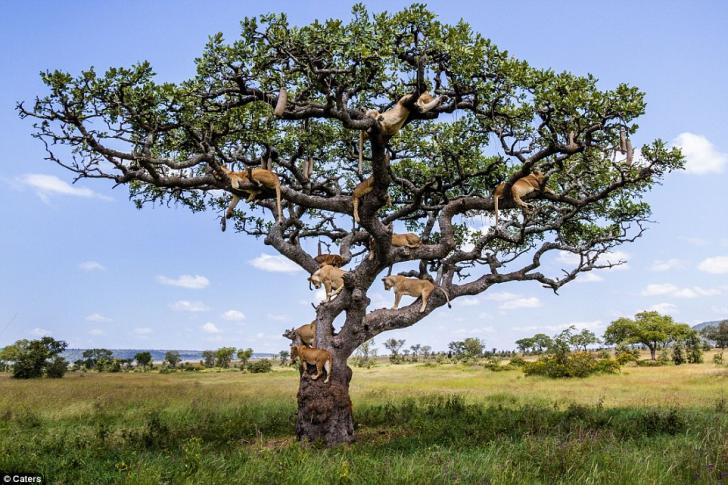 An entire pride of lions decided to take a kip - 15 feet up a tree. At least 15 of the beasts were caught on camera lounging on the branches of a sturdy tree in Central Serengeti, Tanzania