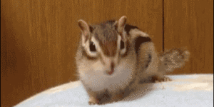 Chipmunk Getting Comfy