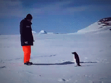 Don't mess with the penguin!