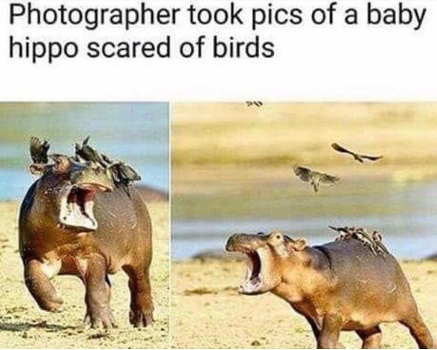 This terrifies the hippo - David Attenborough probably