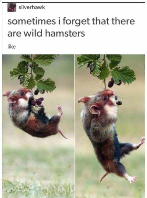 Wild, wild hamsters...