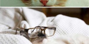 Cats wearing glasses.
