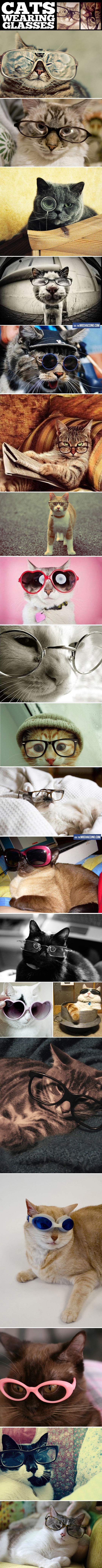 Cats wearing glasses.