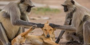 Volunteer monkeys groom the local stray pupulation.