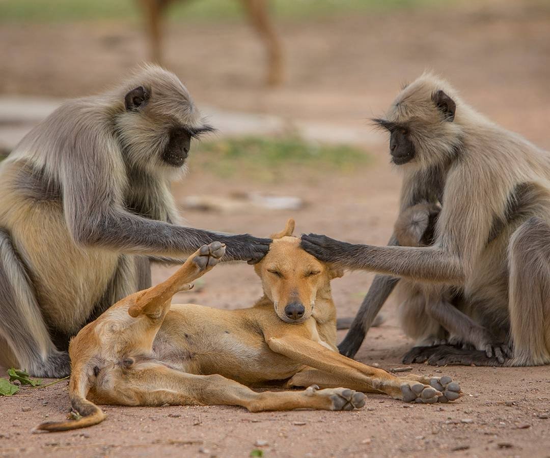 Volunteer monkeys groom the local stray pupulation.