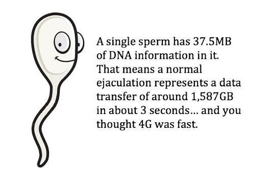 A single sperm has 37.5MB of DNA in it...