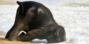 Just a baby elephant having fun at the beach.