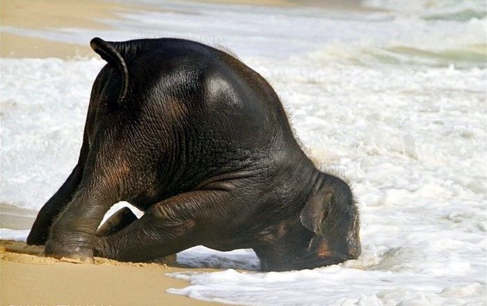 Just a baby elephant having fun at the beach.