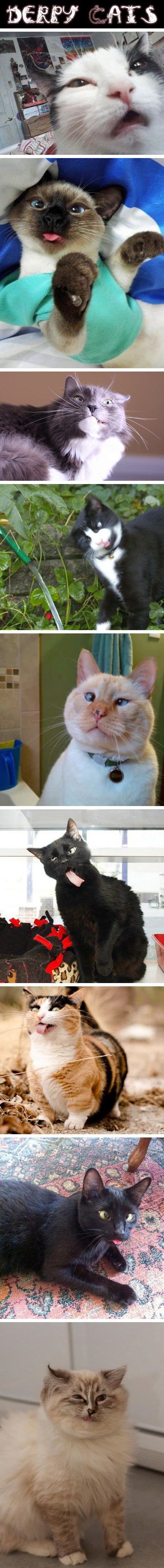Derpy cats.