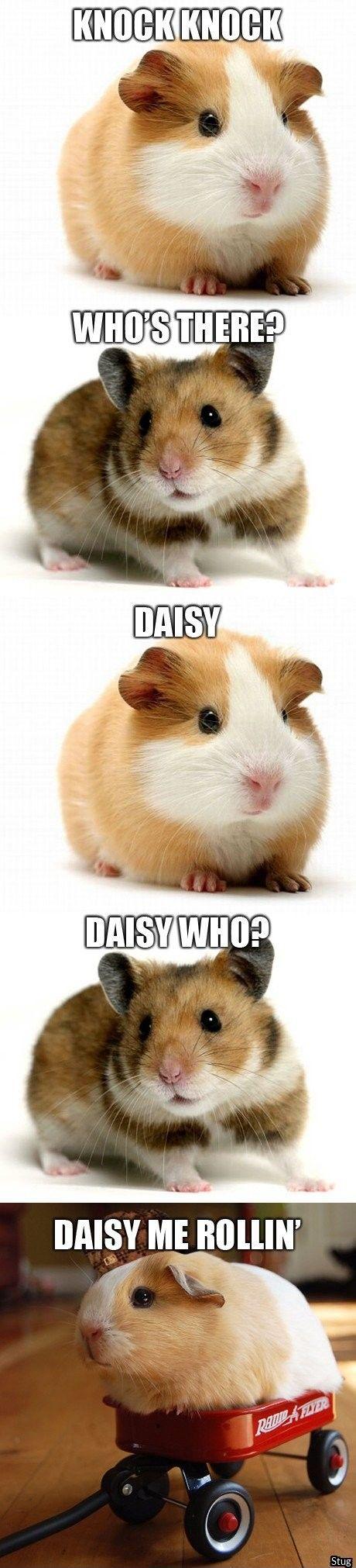 Daisy who?