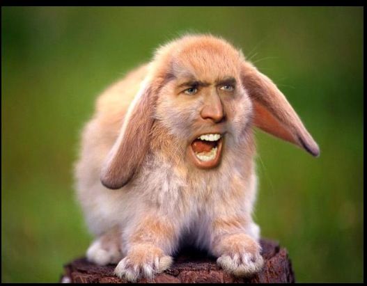 Despite all my rage I am still just a rabbit Nic Cage.