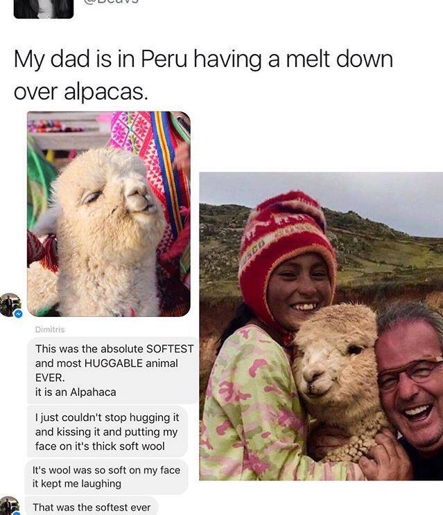 Alpaca lova you.