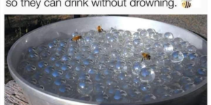 Hydrate them damn bees.