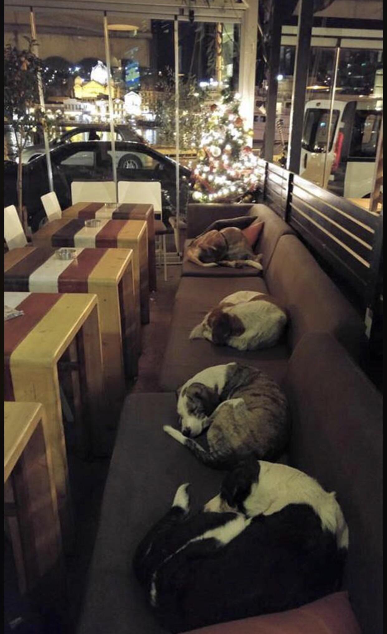 This coffee shop in Greece lets the stray dogs sleep inside every night after the customers leave.
