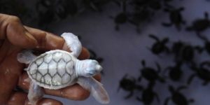 Albino baby sea turtle.