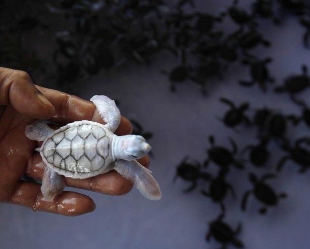 Albino baby sea turtle.