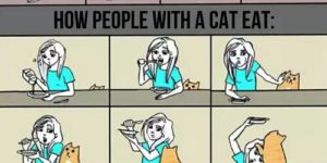 How cat owners eat.