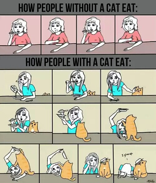 How cat owners eat.