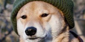Doge after 1 month in Russia