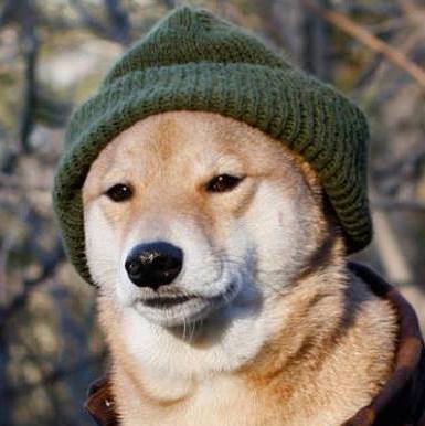Doge after 1 month in Russia