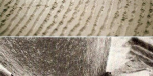 Magnified (x1000) Vinyl Record shows the waveforms of the music.