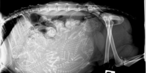 X-Ray of a pregnant cat