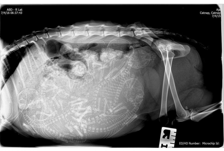 X-Ray of a pregnant cat